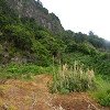 Plants: image 51 Of 65 Thumb